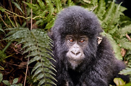 Congo River Safari Small Ship Cruise