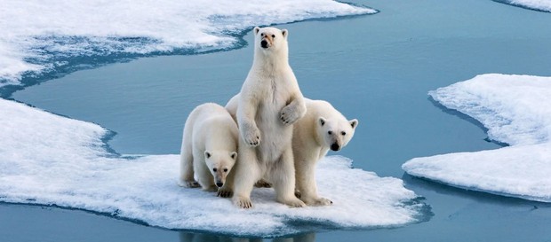 Circumnavigating Spitsbergen | In The Realm Of The Polar Bear Small ...