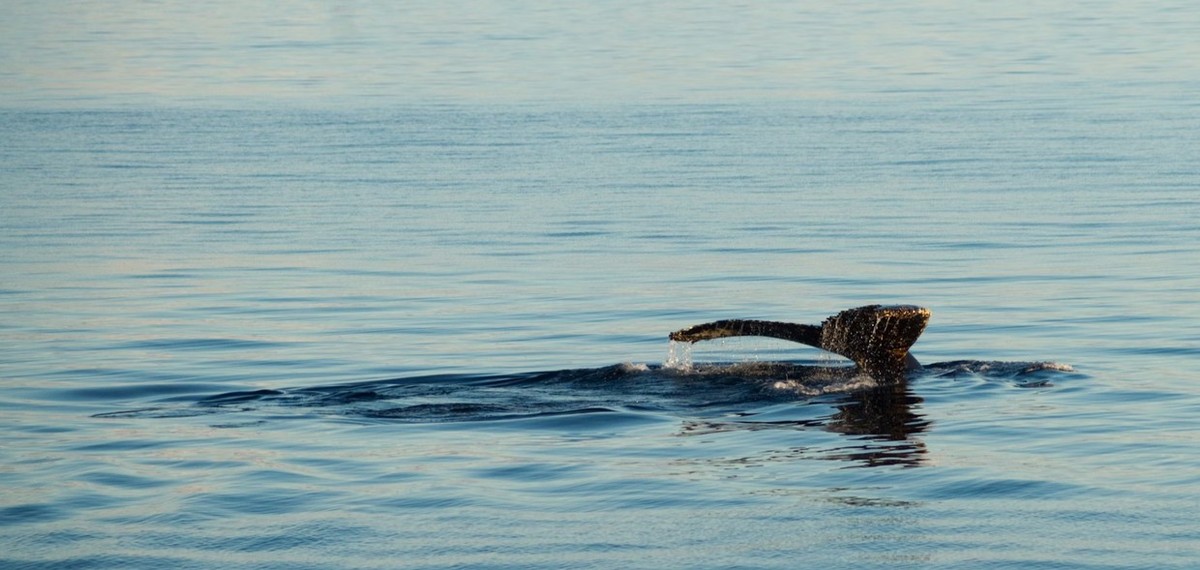 Feture image for Antarctica - Beyond the Polar Circle - Whale Watching Cruise