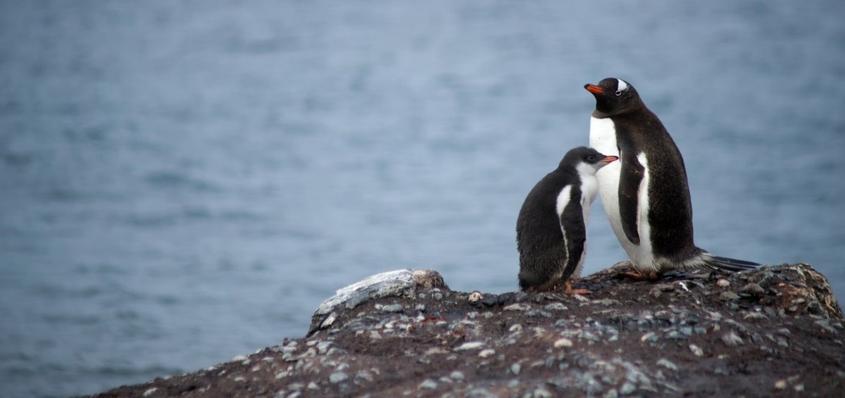 Feture image for Antarctic Wildlife Adventure - 23 Days - 2026/2027 Cruise Season