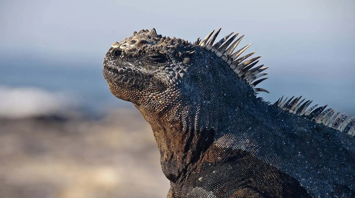 Feture image for Wildlife Wonders: A Journey through the Galápagos