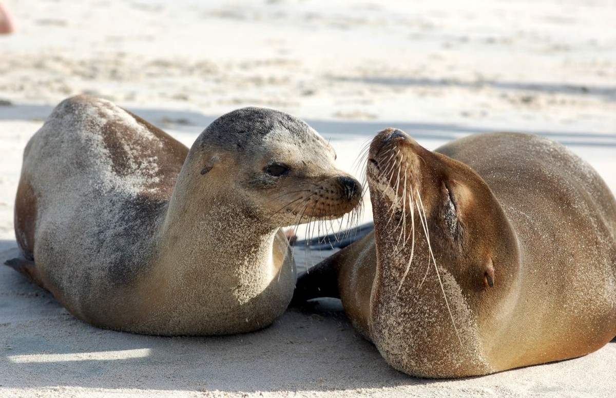 Feture image for 10 Days Luxury Galapagos Cruise B - San Cristóbal to San Cristóbal