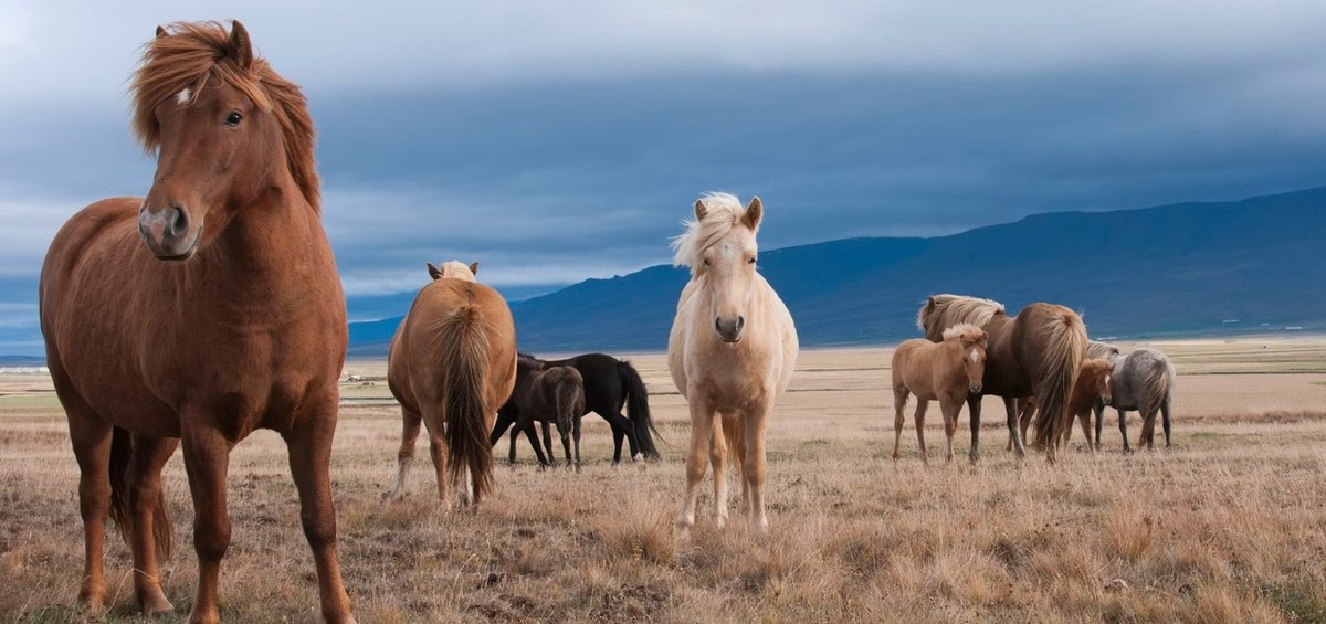 Feture image for Highlights of Iceland - 8-Day Circumnavigation Cruise