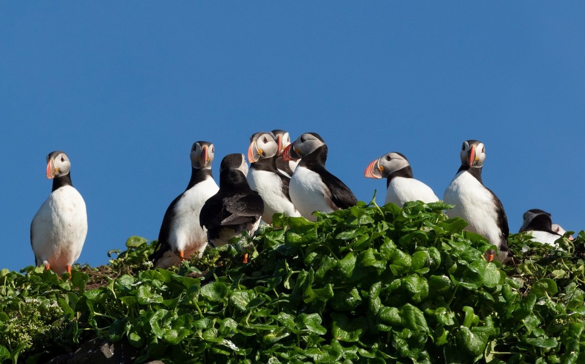 Feture image for Iceland’s Westfjords & North Coast 9 Day Expedition Cruise