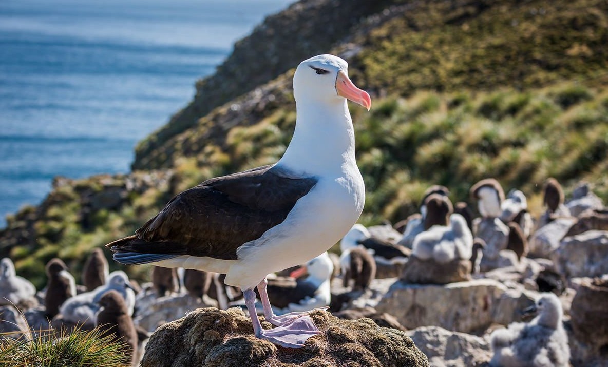 Feture image for 24 Days Transatlantic Luxury Cruise - Puerto Williams to Cape Town