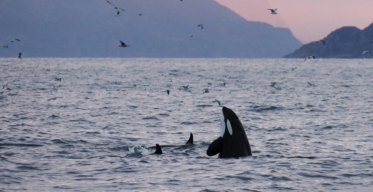 Feture image for Whales & Northern Lights in Northern Norway