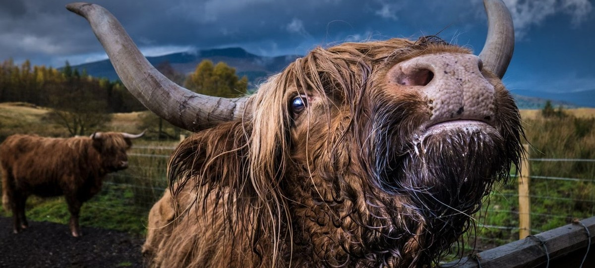 Feture image for Wild Scotland - An Exploration of the Remote Islands of Scotland